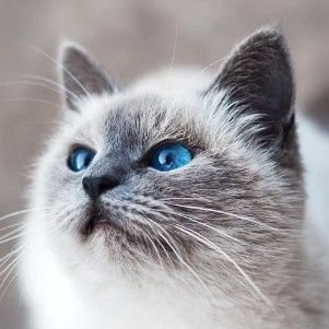 rara1111122222's profile picture