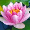 Lotus…'s profile picture