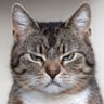 nekoねこ 的头像