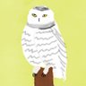 Bubo scandiacus's profile picture