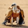 ALHAWARY's profile picture
