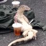 Spicy Iguana 的头像