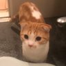 ニャンピョウ's profile picture