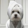 The Dog & Me 的头像