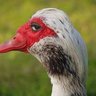 Viollet profil fotoğrafı