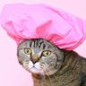 Profilbild von meowmix69