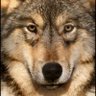 Viejo-Perro profil fotoğrafı