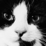 Progame JR's profile picture