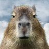 CAPYBARA profil fotoğrafı