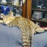 ラウディ 的头像