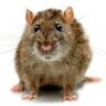 der_Kanalräumer 🐭's profile picture