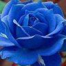 Krishh_biu🌸Focus on Infinity profil fotoğrafı