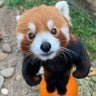 Nianello6 的头像