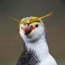 Pedro Pedruno profil fotoğrafı