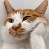 Profilbild von 橘猫不是猪