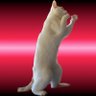 格闘技ねこまる's profile picture