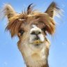sudouest_soleil's profile picture
