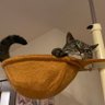 猫の蘭ちゃん profil fotoğrafı