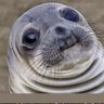 Фото профиля The Squish Dawg
