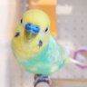 Profilbild von しろたん２７