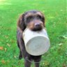 Bucket Glanz's profile picture