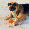 Фото профиля Storm Funny Dog