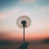 🌸 IKIGAI.. 的头像