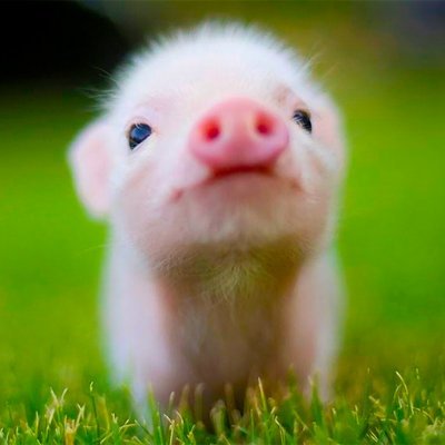 sleepylikepiggy🇭🇰's profile picture