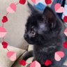 Quin༼•︠ᴥ•︡ ༽😽.eth profil fotoğrafı