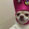 Spaghetti Bolognese's profile picture