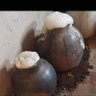 Tokwe Mukosiiii profil fotoğrafı
