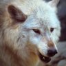 Profilbild von The White Wolf