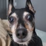 Disorderly Bankruptcy's profile picture