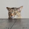 Nice Cat's profile picture