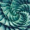 C's profile picture