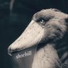熱豆's profile picture