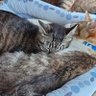 もふふわ profil fotoğrafı