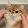 貓咪打電腦💻貓咪迷因紅標了噢不's profile picture