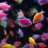 naFISH Aquatic profil fotoğrafı
