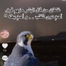 عاشق السعودية 的头像