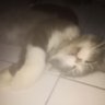 Фото профиля bonbon.ganteng