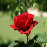 Jayaraman T's profile picture