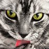 灰猫mari's profile picture