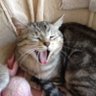 Kchan🐱✌︎'s profile picture