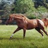 Profilbild von Secretariat