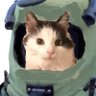 Archibald's profile picture