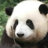 wangfeng's profile picture