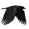 Laffincrow's profile picture