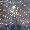 valerie spiegle's profile picture