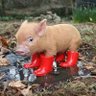 Profilbild von Hoggy
